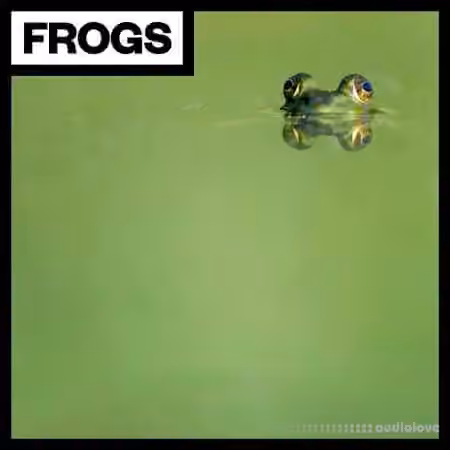 Big Room Sound Frogs [WAV]