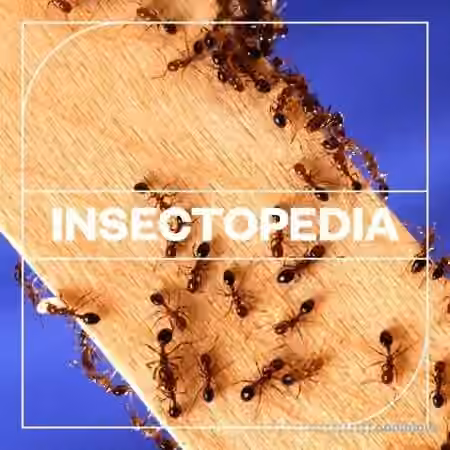 Blastwave FX Insectopedia [WAV]