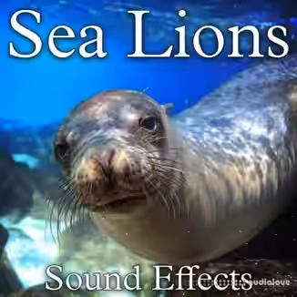 Soud Ideas Sea Lions Sound Effects [FLAC]