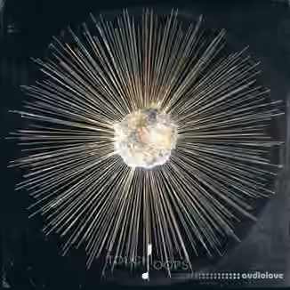 Touch Loops Dusty Projections [WAV]